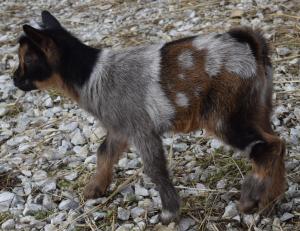 Shire Farm Mithril Moon