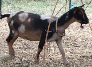 Shire Farm Mithril Moon