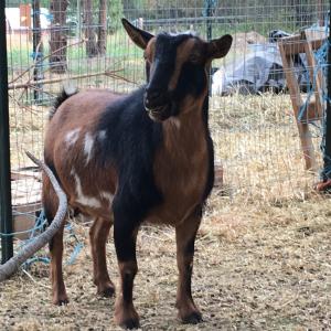 Carmel Springs SD Atreyu