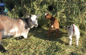 DLMG Farms LJ Blue Cherub, Harlequin and Rouge Rogue