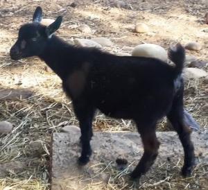 Grazing Greyn Acres Fire Lily