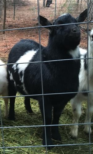 HLRanch FL Flash Bang