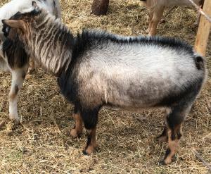 Carmel Springs SD Moonlight HZ