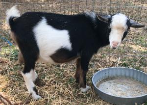 AlaskaWildAcres GF Klondike