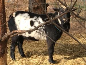 Soaring Hearts M&M Muscovado