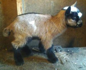 Mistwood PC May Bell