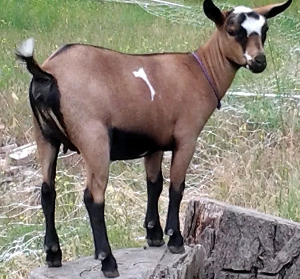 Mistwood PC May Bell