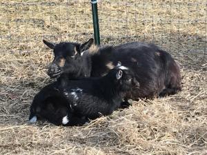 Fire Lily and Persephone