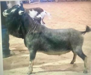 Proctor Hill Farm KA Kingspear