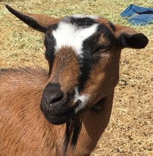 Mistwood PC May Bell