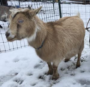 Stage Dragon Celestial Blue