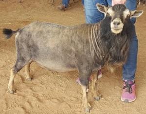 Proctor Hill Farm KA Kingspear