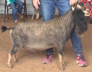 Proctor Hill Farm KA Kingspear