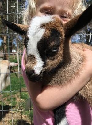 Gavella Nomi Sunrider