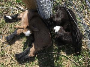 Gavella Nomi Sunrider and Gavella Zoe Alleyne