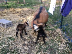 Gavella Nomi Sunrider