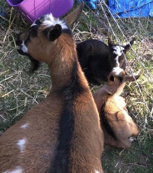 Mistwood PC May Bell, Gavella Nomi Sunrider and Gavella Zoe Alleyne