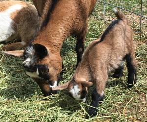 Mistwood PC May Bell, Gavella Nomi Sunrider