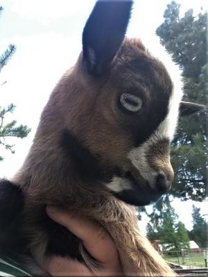 Gavella Nomi Sunrider