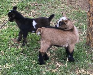 Gavella Nomi Sunrider and Flip