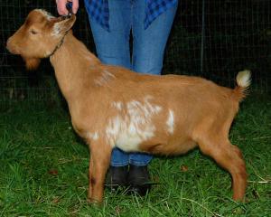 India Blue J Obi Wan Kenobi