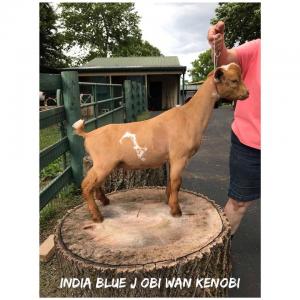 India Blue J Obi Wan Kenobi