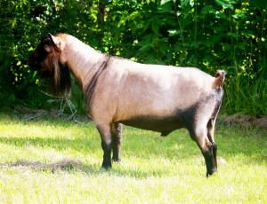 Pholia Farm RD La Brea Legend