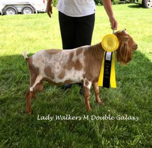 Lady Walkers M Double Galaxy