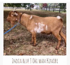 India Blue J Obi Wan Kenobi