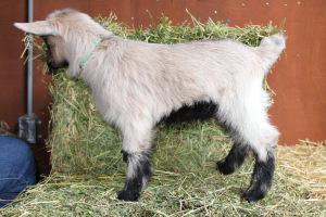 Pholia Farm RD La Brea Legend