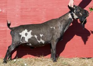 Proctor Hill Farm TO Go Daddy