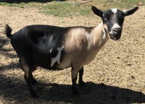 Camanna CB Lady Classamora