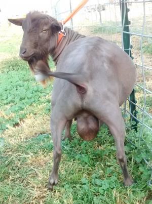 Sugar Moon NS Alejandro