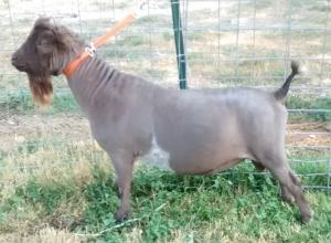 Sugar Moon NS Alejandro