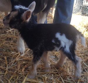 Sagebrush&Sunflowers Luna
