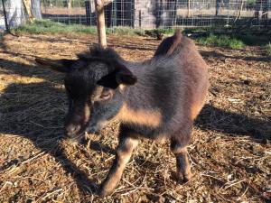 Lukalah Farm BZ Oliver Snow