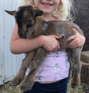 Gavella Leaf on the Wind