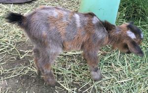 Gavella Leaf on the Wind