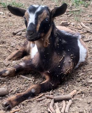 Gavella Malcolm Reynolds