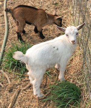 Gavella Celebrian Imladris and Gavella Felicity Fawn