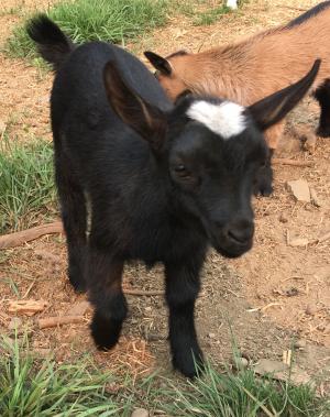 Gavella Mearas May Star