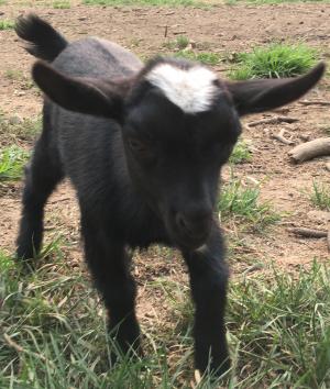 Gavella Mearas May Star