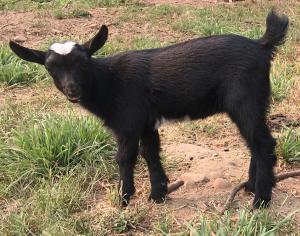 Gavella Mearas May Star