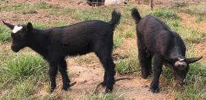 Gavella Mearas May Star and Gavella Inara Sera