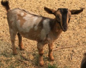 Gavella Leaf on the Wind