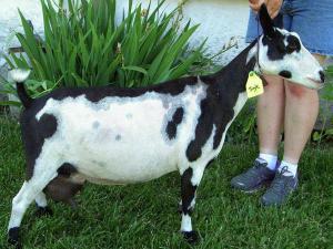 Mustang Creek Jingle Bells