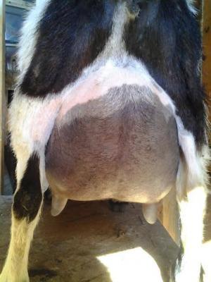 Mustang Creek Jingle Bells