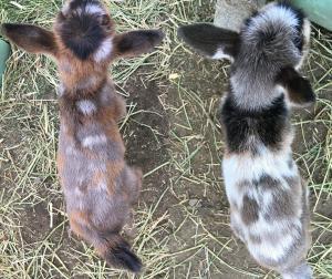 Gavella Leaf on the Wind and Gavella Everything's Shiny