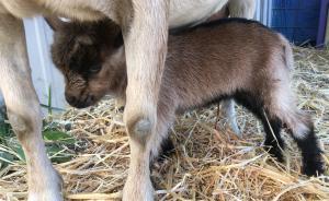 Gavella Strawberry Frosting