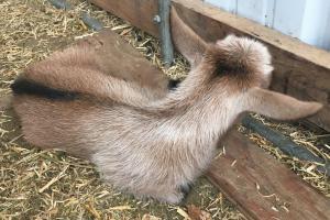 Gavella Strawberry Frosting